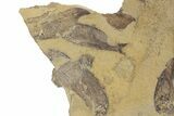 Fossil Fish (Gosiutichthys) Mortality Plate - Wyoming #357175-3